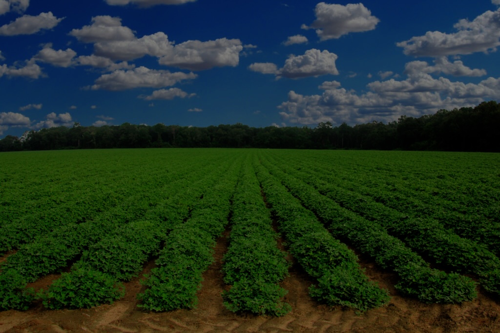 Peanuts in Georgia